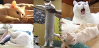 a collage of pictures of a white cat laying on a bed